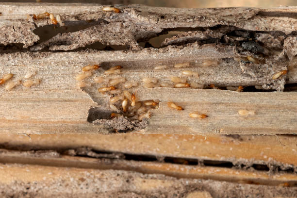 Best Ant Control Services  in Algoma, WI