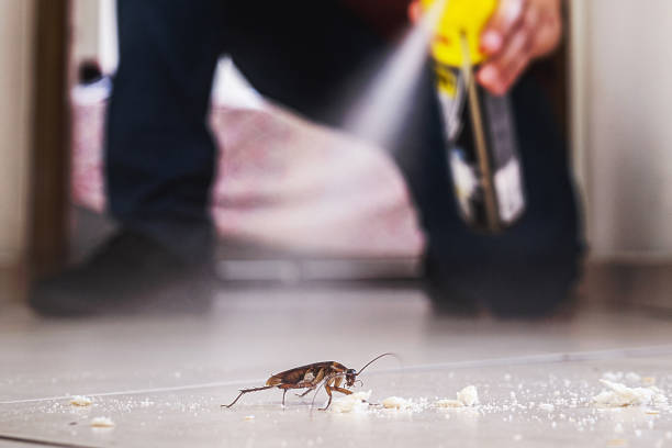 Best Flea Control Services  in Algoma, WI